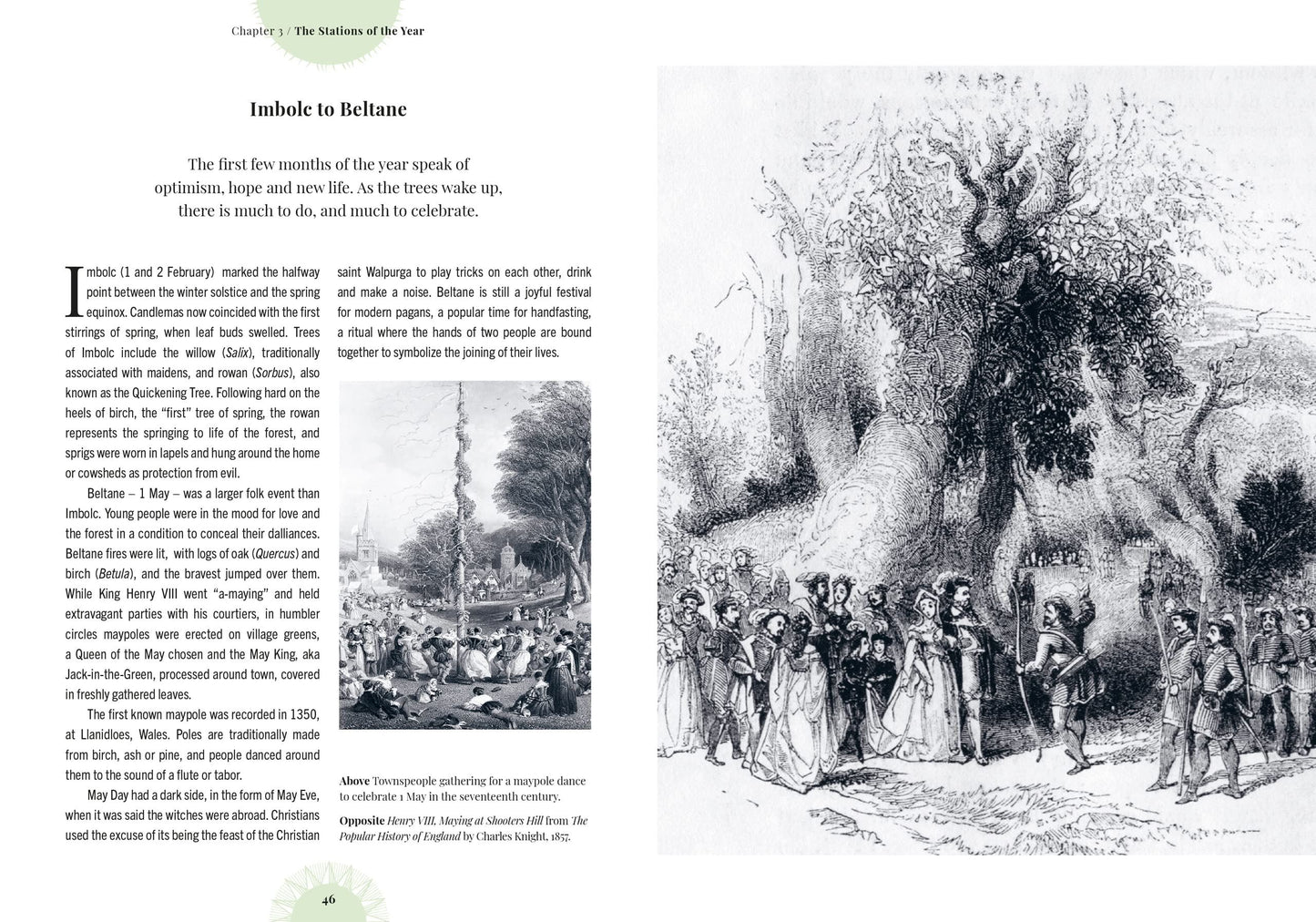 Witch's Forest (Trees In Magic Folklore/Remedies) (HB)